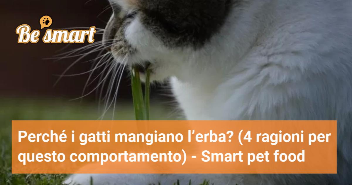 Perché i gatti mangiano l’erba? (4 ragioni per questo comportamento