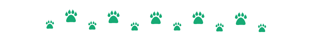 divider-gatto