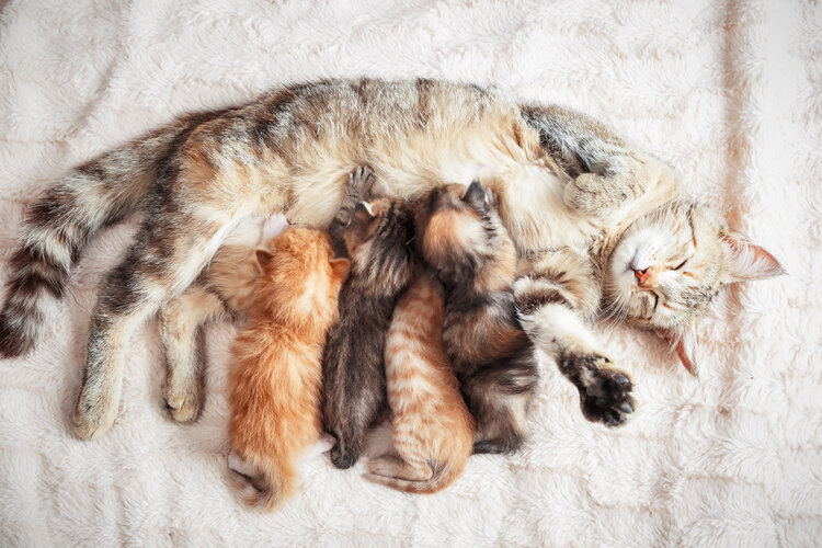 mamma gatta grigia che allatta i gattini