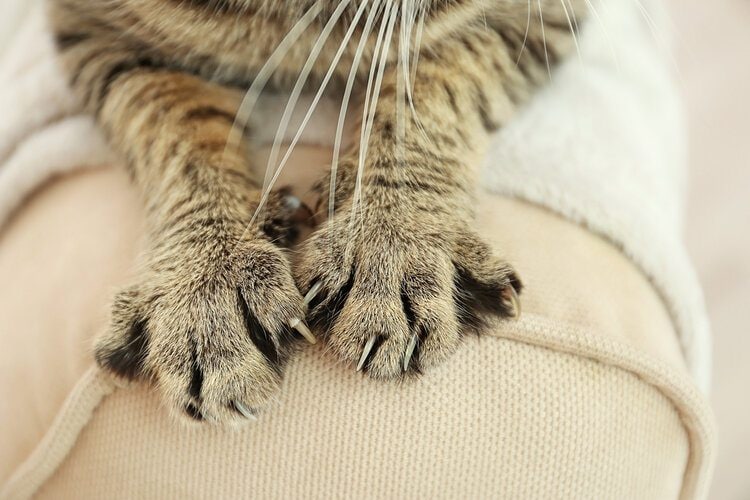 gatto che si impasta