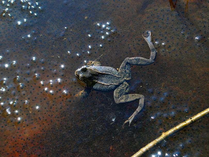 rana e uova in uno stagno
