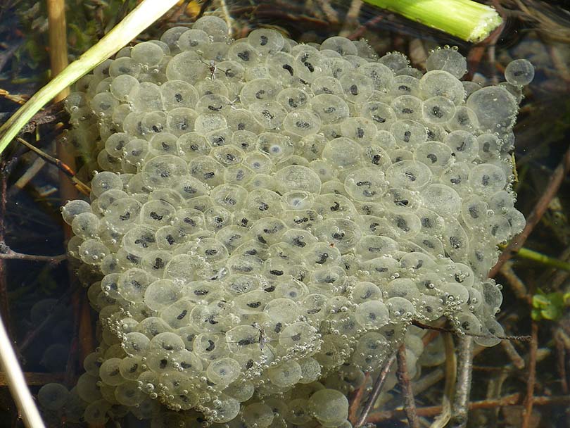 deposizione delle uova di rana in una vasca