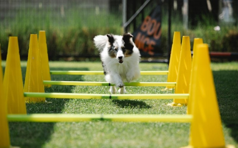 cane collie che salta su un percorso ad ostacoli di agilità