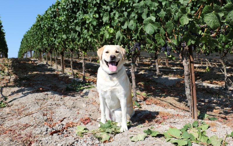 cane labrador retriever giallo femmina seduto in mezzo a un vigneto