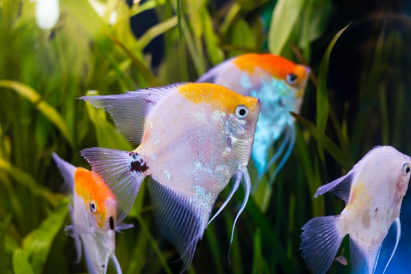 Pesce angelo Koi