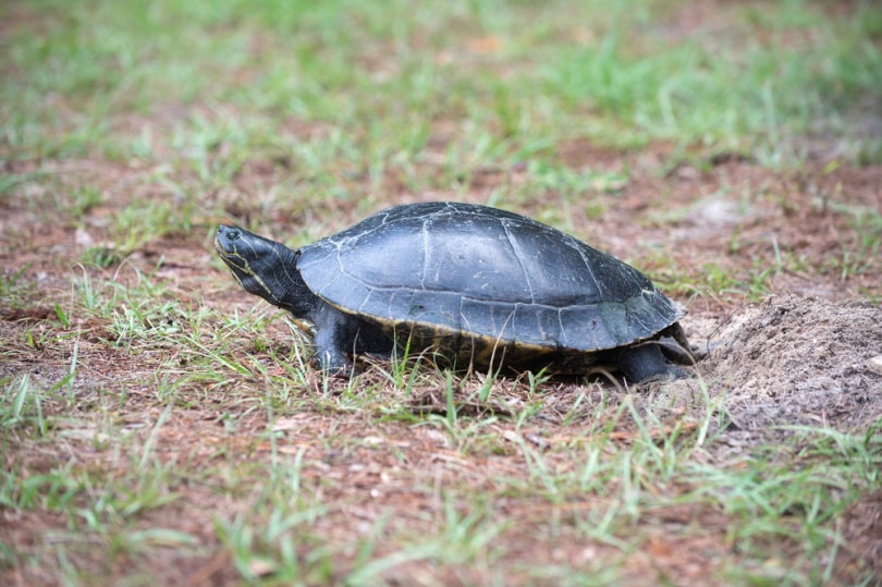 tartaruga suwannee cooter nel terreno
