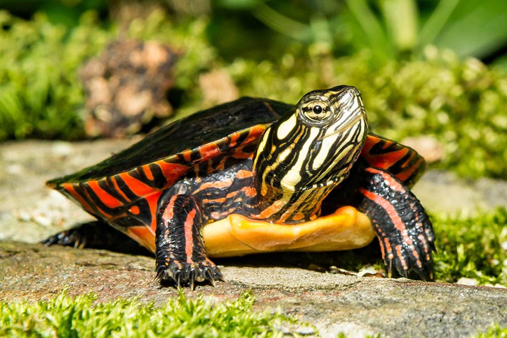 Tartaruga dipinta orientale