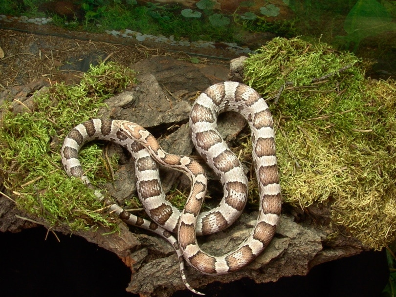 serpente di mais fantasma