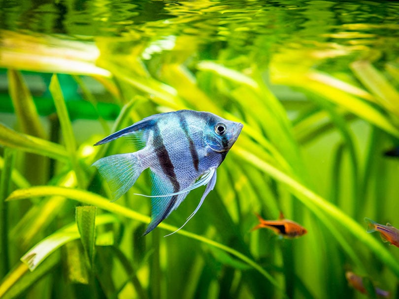 Pesce angelo ciclide