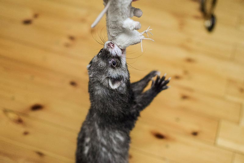 furetto gioca con un giocattolo