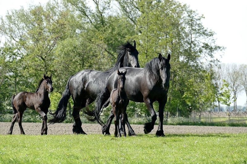 Cavalli frisoni