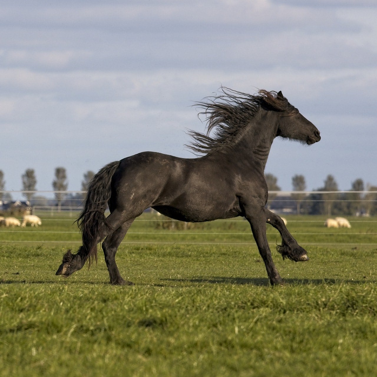 Cavallo Frisone al galoppo