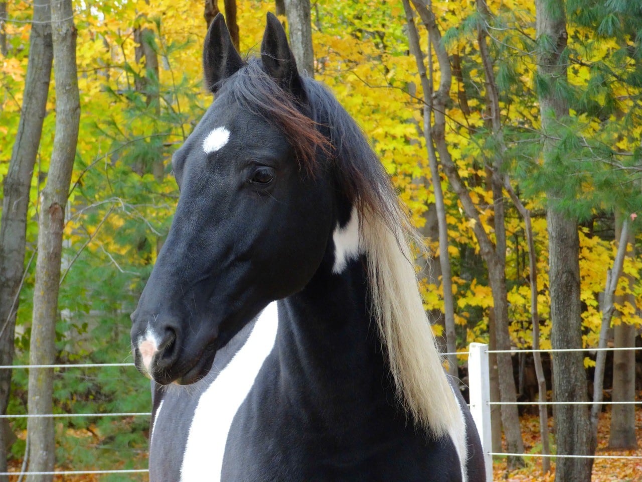 un Cavallo Frisone