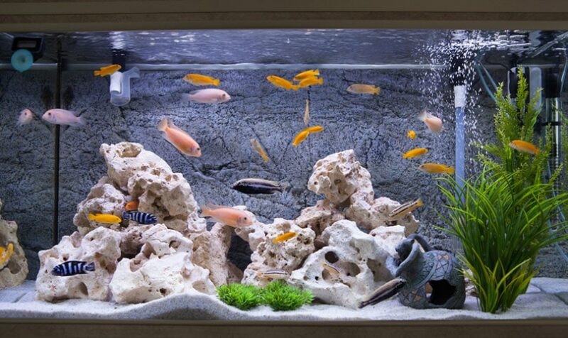acquario con pesci ciclidi