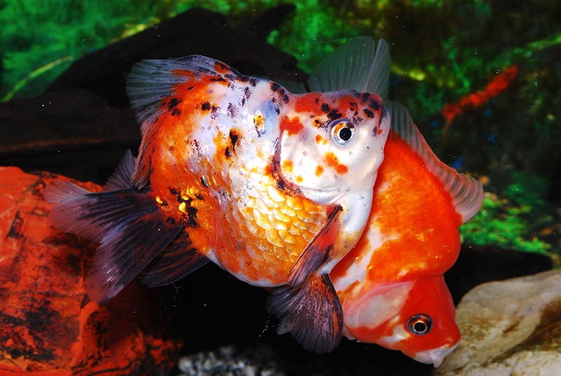 pesce rosso ryukin a coda corta
