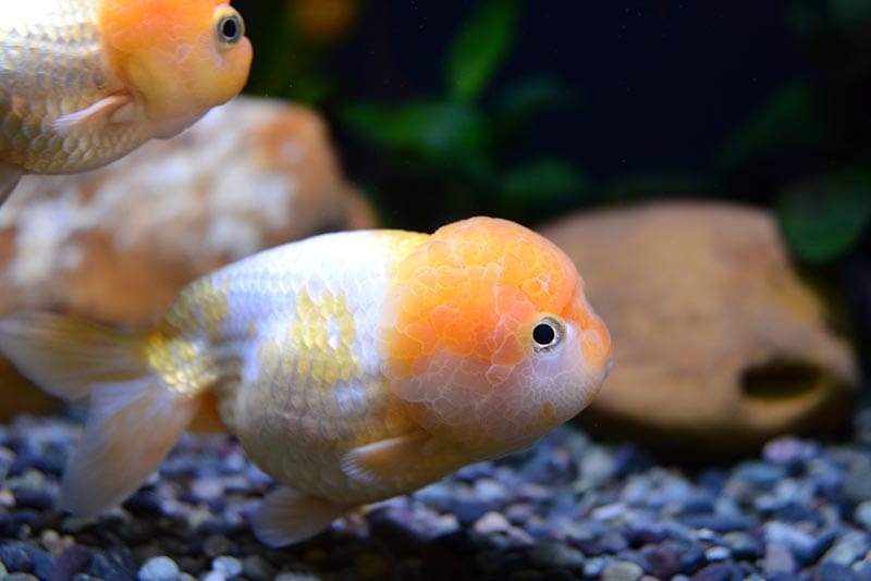 pesce rosso thai lionchu
