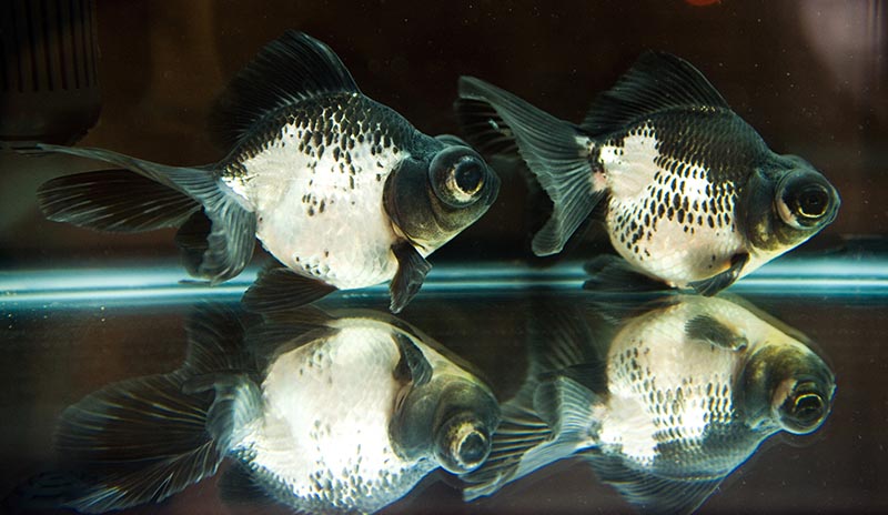 pesce rosso panda moor