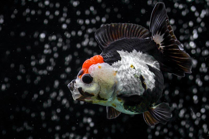 pesce rosso panda oranda