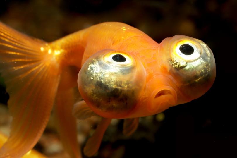 pesce rosso occhio celeste