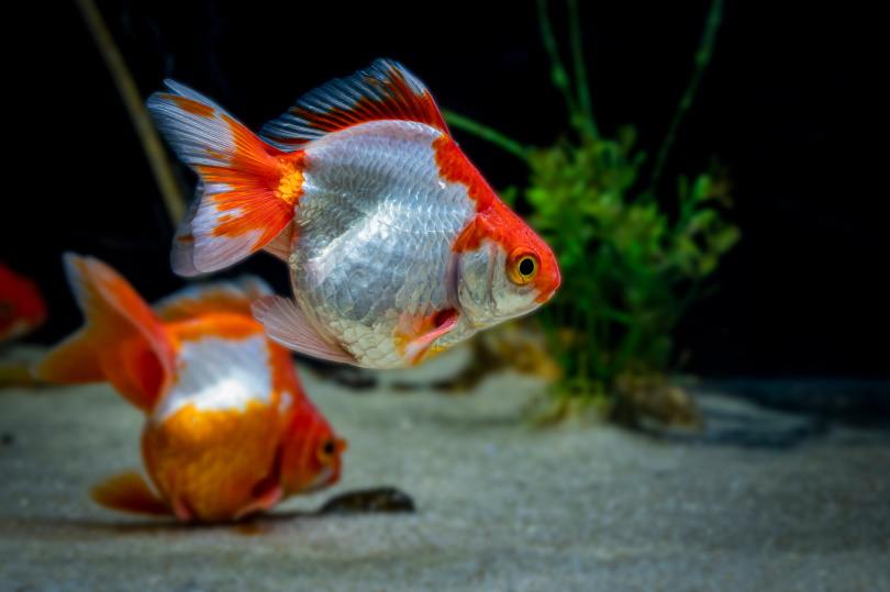 pesce rosso tosakin