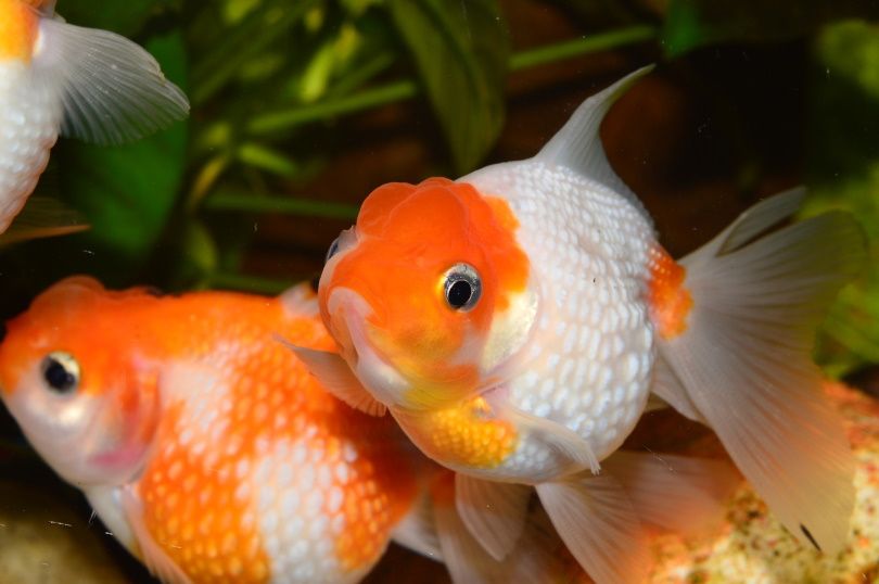pesce rosso perlato_Juan Carlos Palau Díaz_Pixabay