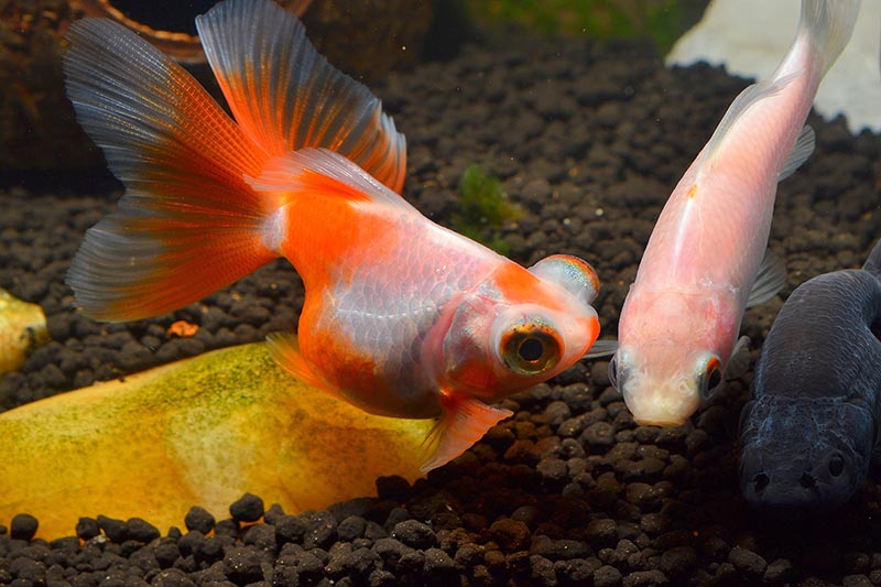 pesce rosso coda di farfalla