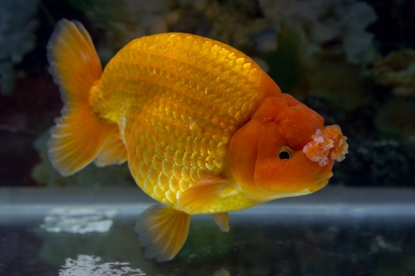 pesce rosso a pompon
