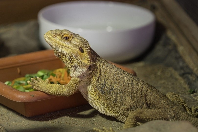 Drago barbuto che mangia