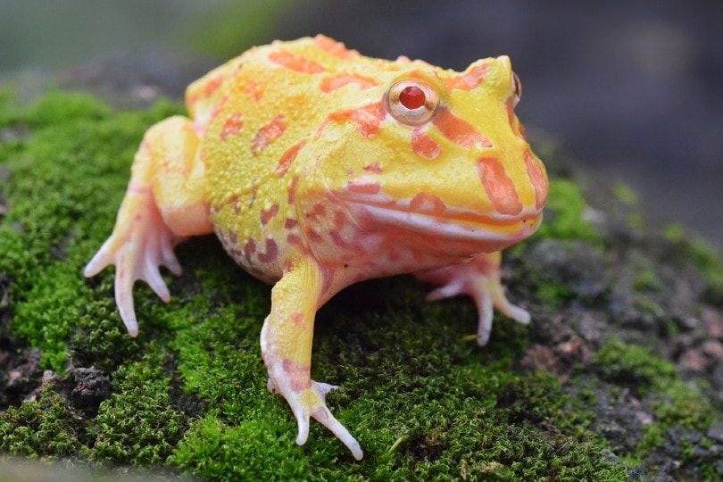 rana pacman albina in cima alle erbacce