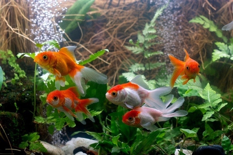 Carassius auratus Pesce rosso