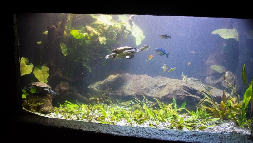 acquario per tartarughe e pesci