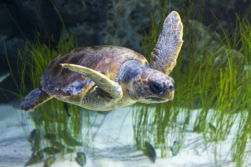 tartaruga che nuota nel mare
