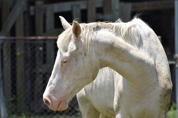cavallo malato