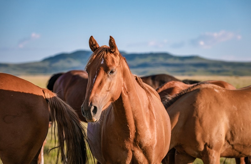 Mandria di cavalli Quarter americani nel Montana