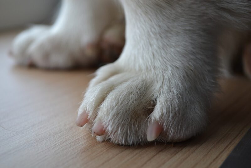 Zampe di un cucciolo di Corgi con unghie carine