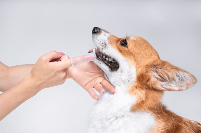 Il veterinario sta lavando i denti a un Welsh Corgi