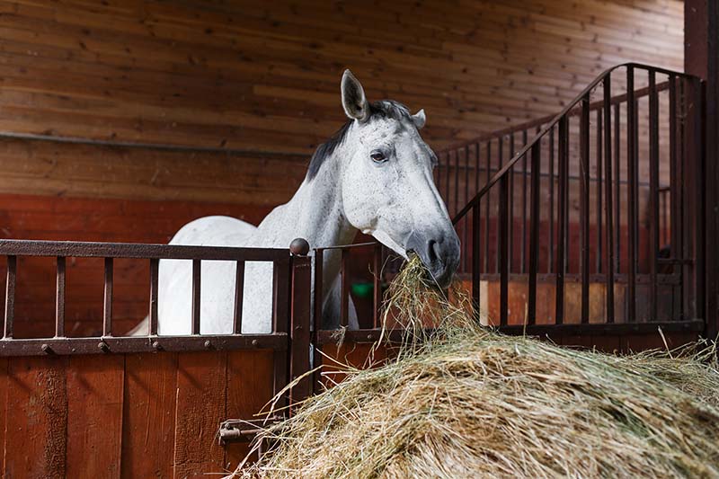 Cavallo bianco che mangia il fieno nella stalla