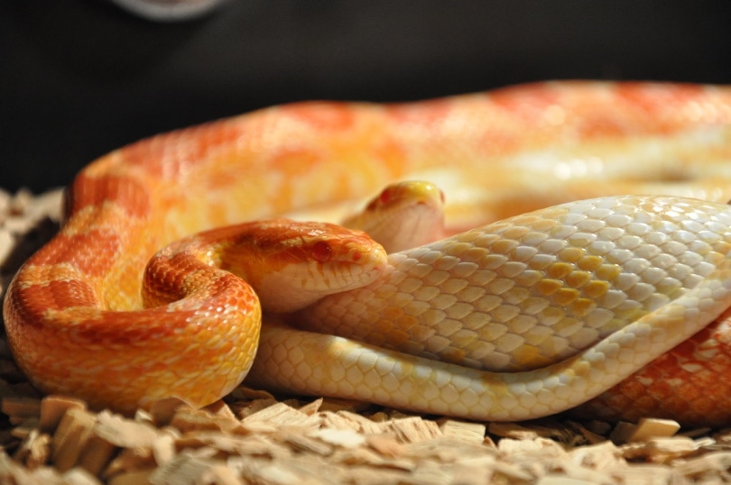 Serpenti di mais in una vasca