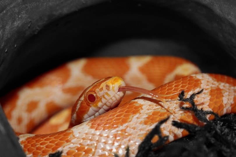 serpente di mais a forma di bastoncino di zucchero