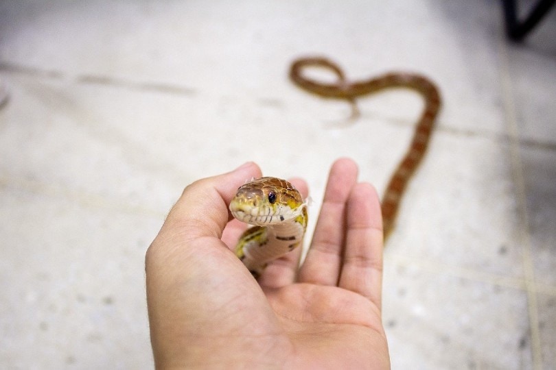 serpente di mais sulla mano di un uomo
