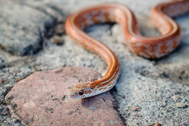 Serpente di mais Tessera sopra la roccia_Kwiatku_Shutterstock