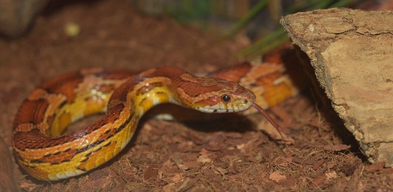 Serpente di mais