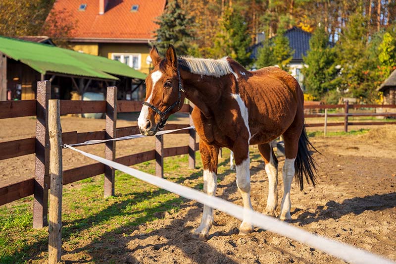 Cavallo Pinto nel paddock in una bella giornata di sole