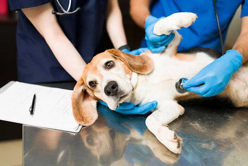 Simpatico e bellissimo cane beagle sdraiato sul tavolo da visita del veterinario. Due veterinari esaminano un animale domestico malato e spaventato con uno stetoscopio.