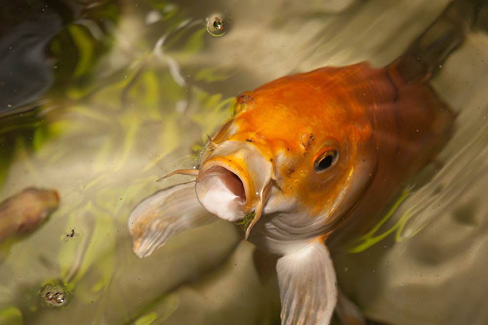 Pesce rosso in attesa di cibo