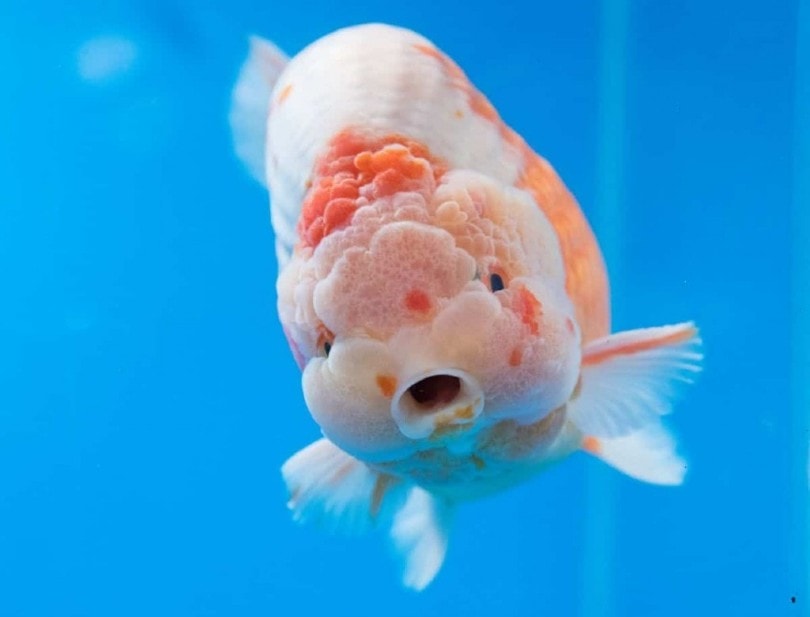 Un pesce rosso lionchu, per lo più bianco, che guarda dritto nella telecamera