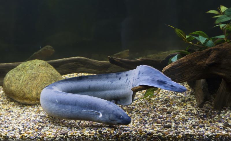Pesce polmonato sudamericano Unico pesce polmonato antico