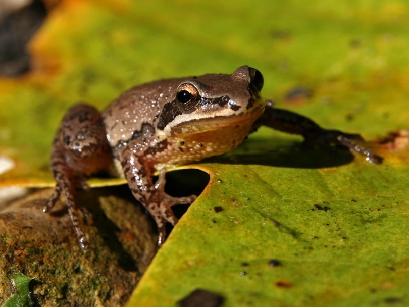Rana coro di Upland (Pseudacris feriarum)