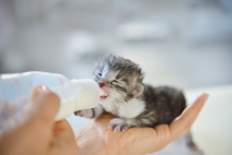 allattamento al biberon di un gattino appena nato