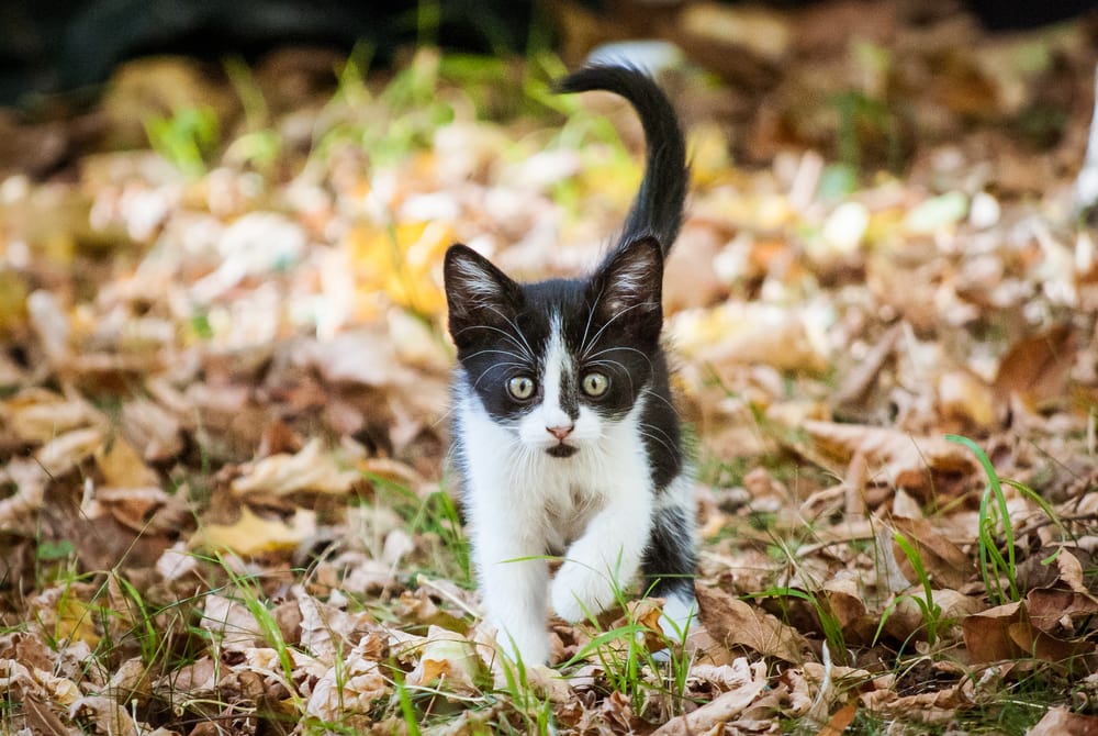 Shorthair europeo bianco e nero su foglie autunnali
